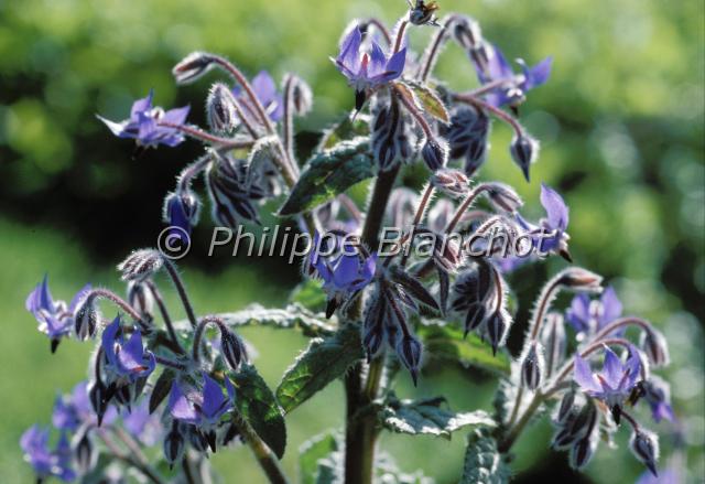 borago officinalis.JPG - Borago officinalisBourrache officinaleBoraginacaeFrance